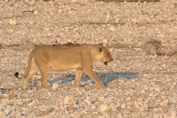 Lioness in wild savannah - Animal of africa , Family of Lions in Golden Grass 