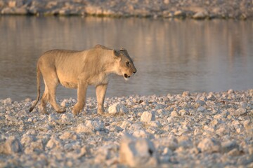 Lioness in wild savannah - Animal of africa , Family of Lions in Golden Grass 