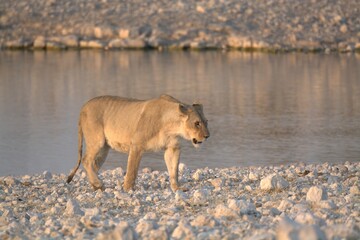 Lioness in wild savannah - Animal of africa , Family of Lions in Golden Grass 