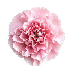 Pink carnation flower in full bloom, isolated background.