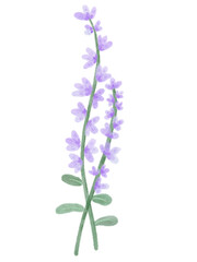 Obraz premium lilac flower isolated on white background