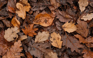Wet Autumn Leaves on Forest Floor