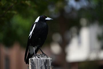Side view of an Australian magpie perched atop a wooden fence post, with the bird's head tilted to the side as it looks up