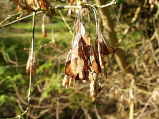 The seed clusters of an ash tree hang in bundles from the bare branches.