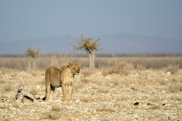 Lioness in wild savannah - Animal of africa , Family of Lions in Golden Grass 