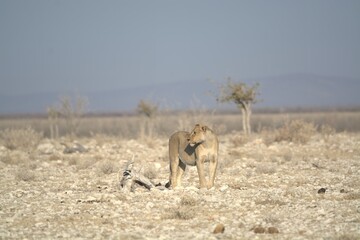 Lioness in wild savannah - Animal of africa , Family of Lions in Golden Grass 