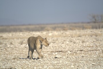 Lioness in wild savannah - Animal of africa , Family of Lions in Golden Grass 
