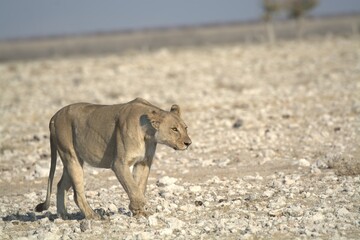 Lioness in wild savannah - Animal of africa , Family of Lions in Golden Grass 