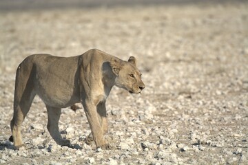 Naklejka premium Lioness in wild savannah - Animal of africa , Family of Lions in Golden Grass 