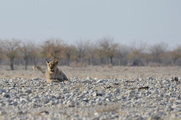 Lioness in wild savannah - Animal of africa , Family of Lions in Golden Grass 