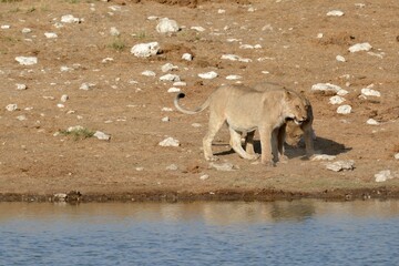 Lioness in wild savannah - Animal of africa , Family of Lions in Golden Grass 
