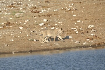 Lioness in wild savannah - Animal of africa , Family of Lions in Golden Grass 