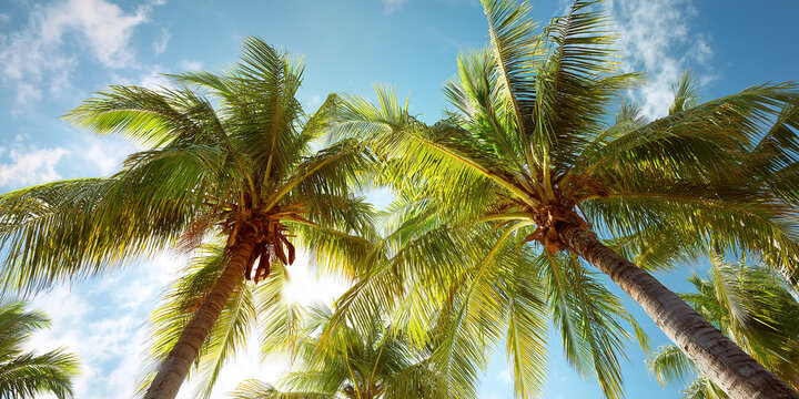 Low-angle view of two palm trees against a sunny sky, showcasing lush green fronds and textured trunks, symbolizing tropical vacation, paradise, and summer
