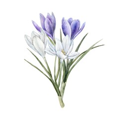 Naklejka premium Bouquet of white and purple crocuses with green leaves. Delicate botanical watercolor illustration for spring designs, wedding invitations, greeting cards, branding, packaging, textile patterns.