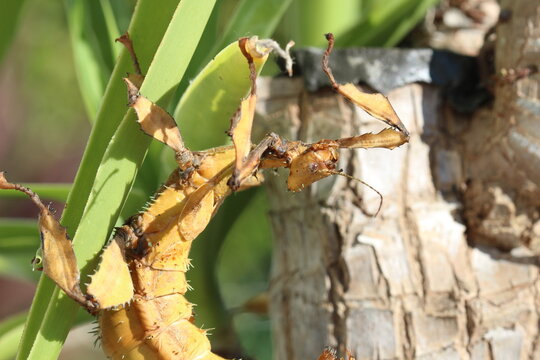 phasme scorpion 