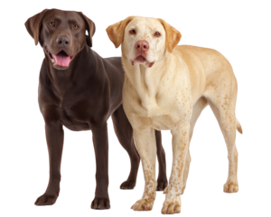 Labrador retrievers standing proudly, showcasing their friendly demeanor and unique coat colors. These loyal companions exude warmth and joy, perfect for any family setting