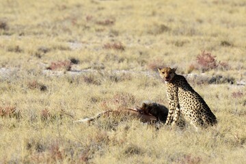 Cheetah in wild savannah , Animal of africa