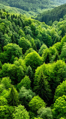 Obraz premium High angle aerial view looking down on a dense, lush green forest canopy covering rolling hills.