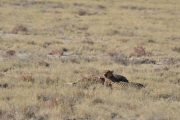 Cheetah in wild savannah , Animal of africa