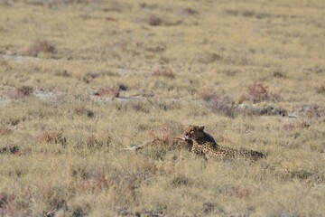 Cheetah in wild savannah , Animal of africa