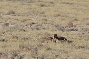 Cheetah in wild savannah , Animal of africa