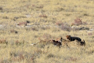 Cheetah in wild savannah , Animal of africa