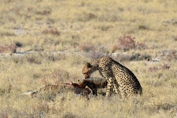 Cheetah in wild savannah , Animal of africa