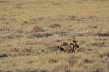 Cheetah in wild savannah , Animal of africa