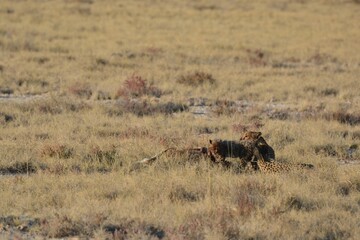 Cheetah in wild savannah , Animal of africa