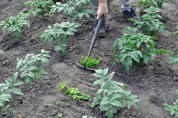 gardener pull up weeds with a hoe in the tomato plantation- seasonal work in the vegetable garden