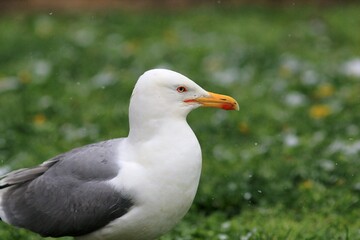 Seagulls on the green grass in the park during a snowfall
