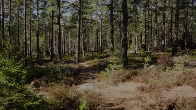 Smooth handheld walk on a forest path