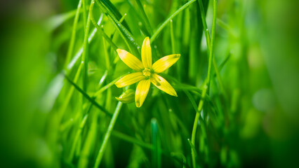 Yellow starflower blooms in a clearing in the forest.