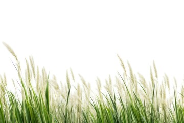 Fototapeta premium Wild grass backgrounds outdoors nature.
