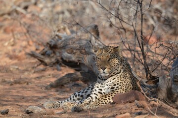 Leopard in wild savanna , Animal of africa