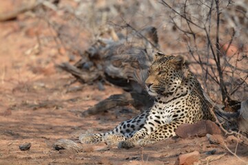 Leopard in wild savanna , Animal of africa