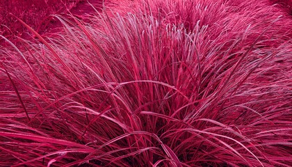 Obraz premium Toned grass. Viva magenta color. Trend 2023. Background for design. Plant, leaves. Monochrom