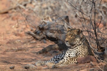 Leopard in wild savanna , Animal of africa