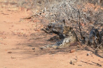Leopard in wild savanna , Animal of africa