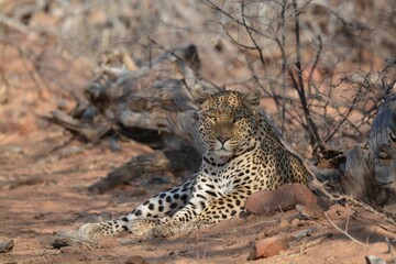 Leopard in wild savanna , Animal of africa