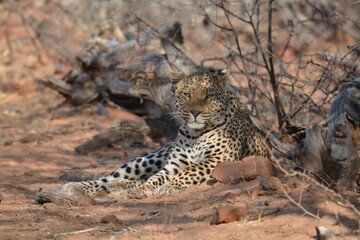 Leopard in wild savanna , Animal of africa