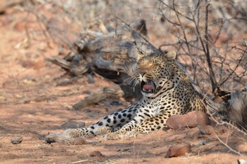 Leopard in wild savanna , Animal of africa
