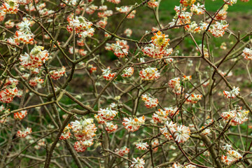Fototapeta premium Flowering shrub of deciduous, bushy shrub Edgeworthia chrysantha 'Red Dragon' with clusters of white and red flowers, paper bush.