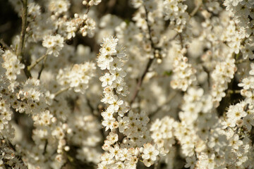A flowering tree with white flowers