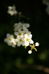 Close up of white flowers
