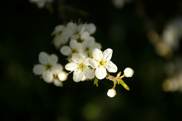 Close up of white flowers