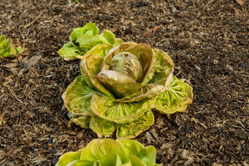 Edible Rare, unusual Italian heirloom chicory with creamy yellow leaf with gently bitter flavour