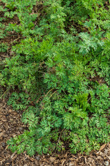 Edible lush green coriander growing in woodchip covered ground in garden