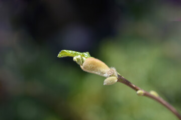 Magnolia George Henry Kern branch with leaf buds