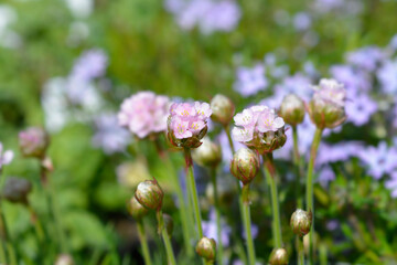Sea Thrift Armada Pink